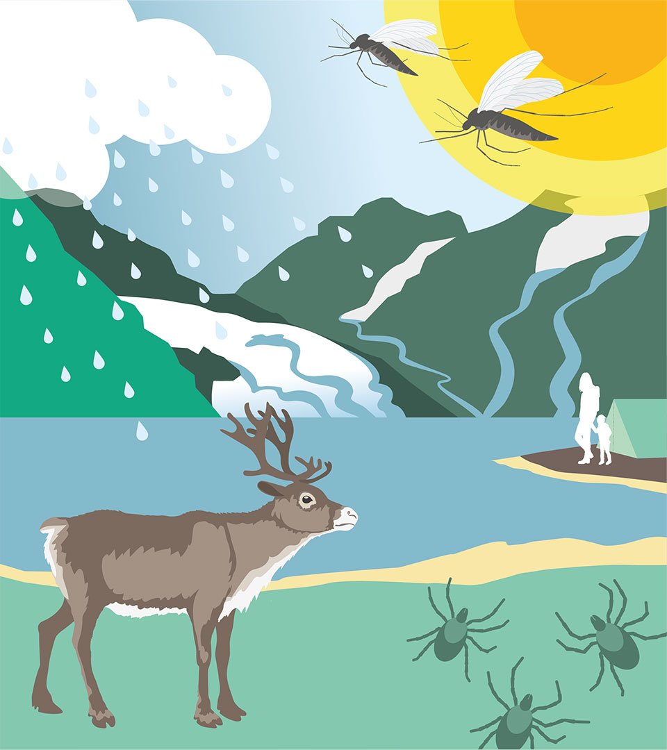 Illustration av en ren, fästingar, myggor och människor vid ett tält i fjällen
