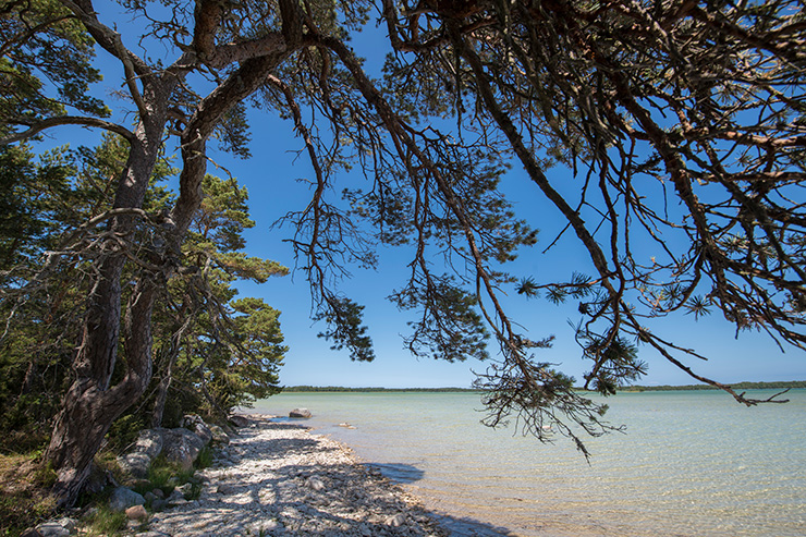 Fotograf: Magnus Martinsson
Bildbyrå: Länsstyrelsen Gotland bastetrask-thumb-740x493-sdlquxrospt-5s-magnus-martinsson-tt-p3-rf.jpg