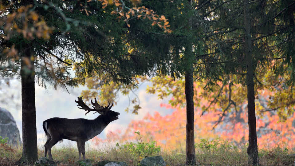 Fotograf: Stefan Örtenblad
Bildbyrå: Johnér Älg i skogsbryn