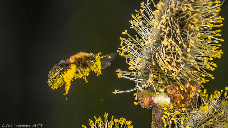 Fotograf: Ola Jennersten
Bildbyrå: TT Insekt pollinerar en blomma.