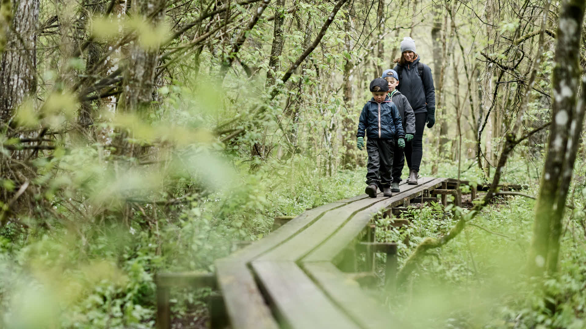 Photographer: Tore Hagman
Agency: IBL Mamma med två barn vandrar på träspång i naturen