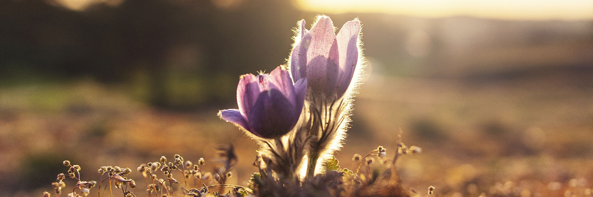 Fotograf: Ales Maze
Bildbyrå: Unsplash Två lila blommor i solnedgång.