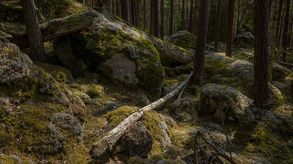 Fotograf: Andreas Lindahl Skog