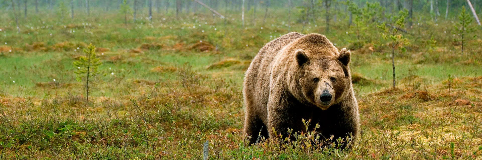 Fotograf: Lars Göran Abrahamsson
Bildbyrå: Johnér Björn i myrlandskap, Finland.