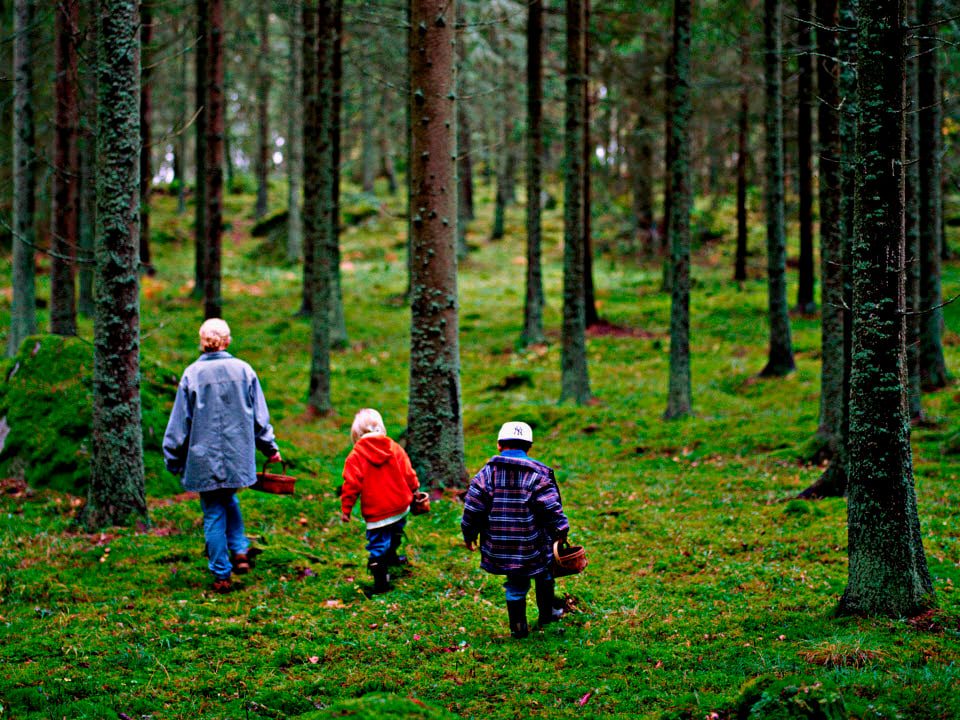 Fotograf: Malte Danielsson
Bildbyrå: Johnér Familj i skogen