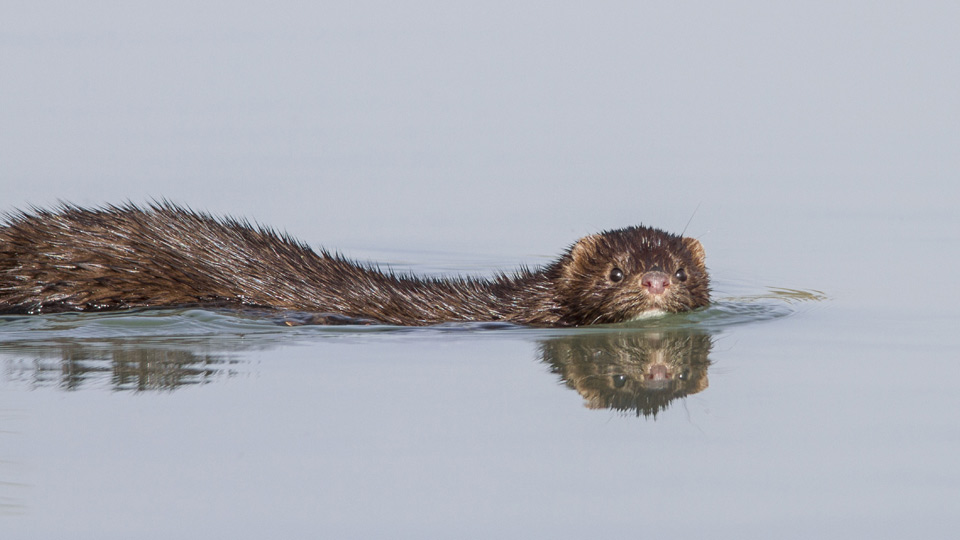Mink