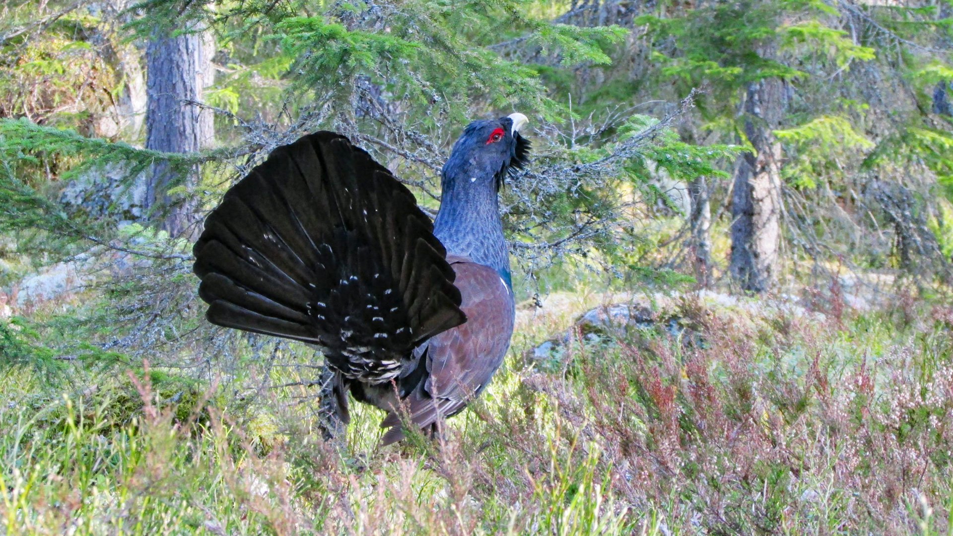 Tjäder i skog.